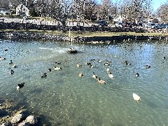 Our Daily Walk; Duck Pond; Clifton Springs, NY